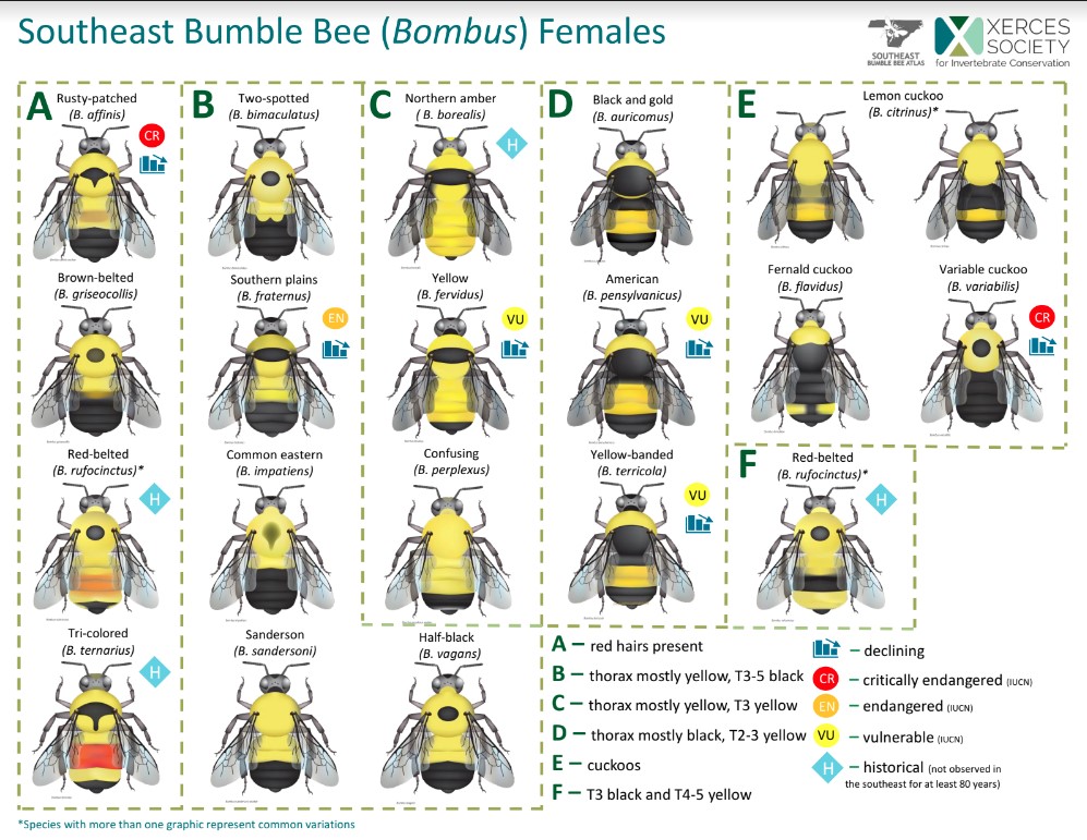 A chart on how to identify Southeast Bumble Bee Females