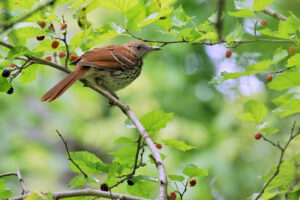 Brown thrashers eating fruits