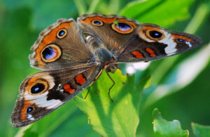 common buckeye with butterfly