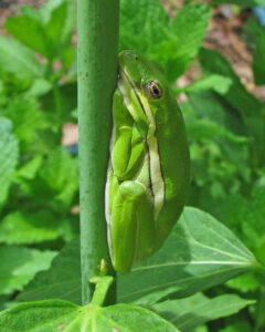 Green Treefrog