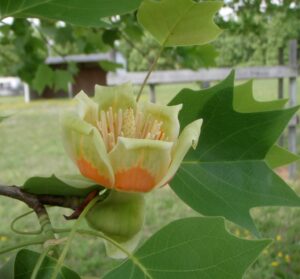 Yellow poplar (Liriodendron tulipifera) 