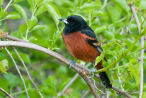 orchard oriole