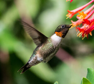 Ruby-throated hummingbirds