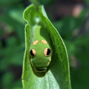 Spicebush Swallowtail caterpillar