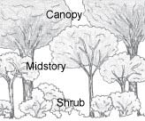 Canopy, Miidstory and Shrub layers i a landscape
